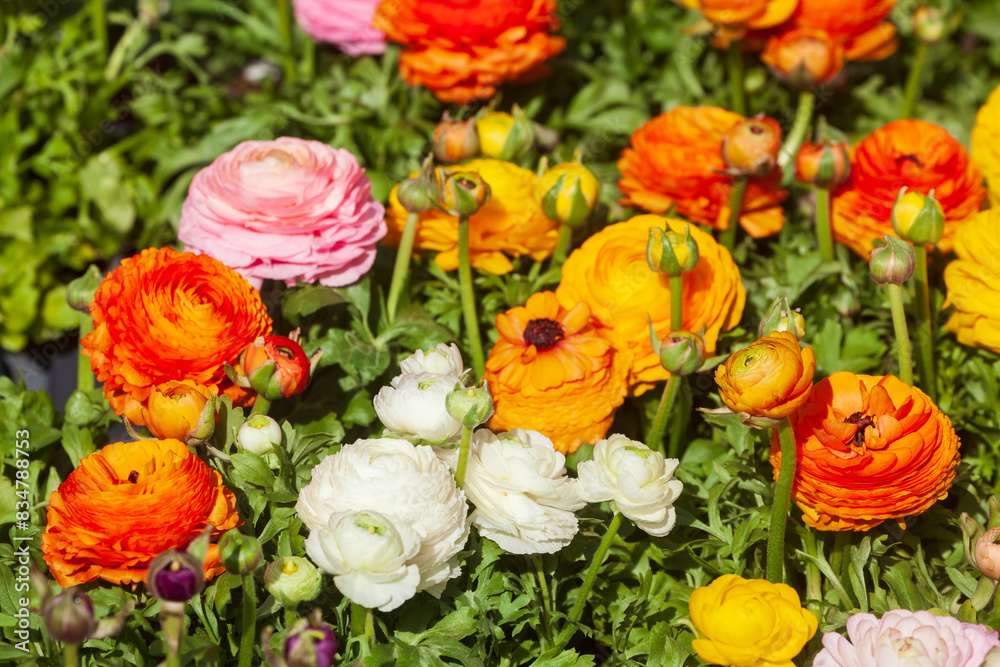 Blühende bunte Ranunkel Blumen (Ranunculus asiaticus), Deutschland Blühende bunte Ranunkel Blumen (Ranunculus asiaticus), Deutschland