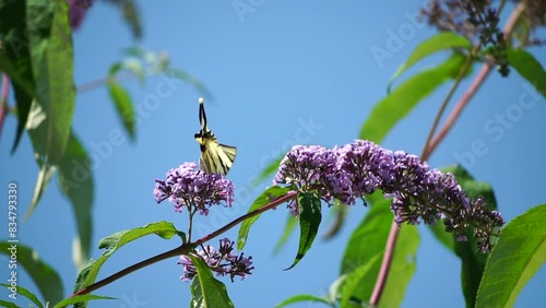 A common yellow swallowtail Papilio machaon on the flower of a butterfly bush Buddleja davidii . Close up, slow motion photo