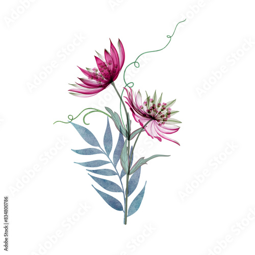 Spring romantic flower bouquet isolated on white Astrantia Major flowers composition Great Masterwort transparent flower watercolor illustration  flowers and leaves set