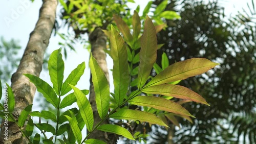 leaves of Peronema canescens in the forest photo