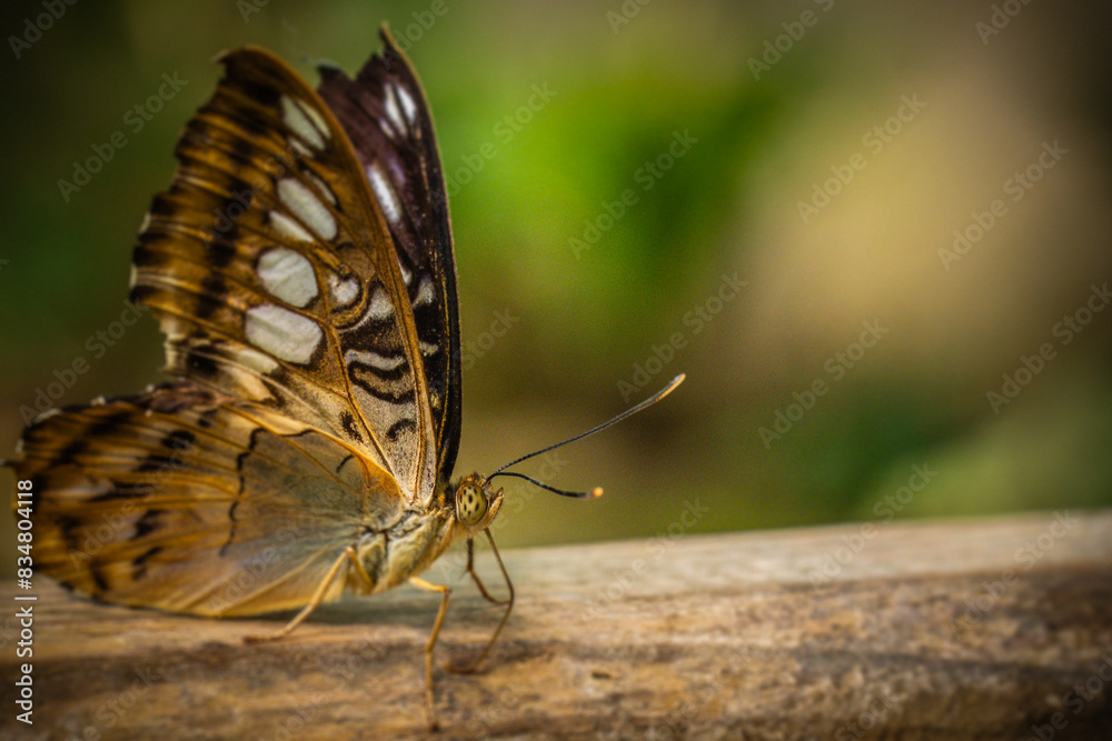 Fototapeta premium Papillon butinant des fleurs.