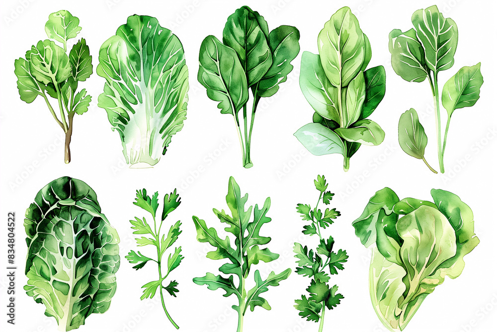 Watercolor painting of various leafy vegetables Watercolor painting of various leafy vegetables