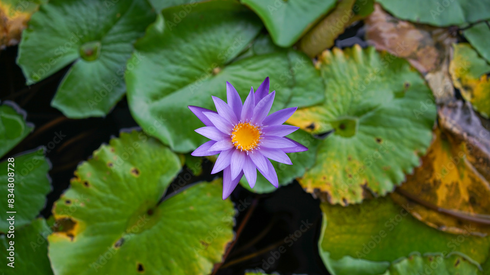 Purple flower floats by large green leaves in a pond Purple flower floats by large green leaves in a pond
