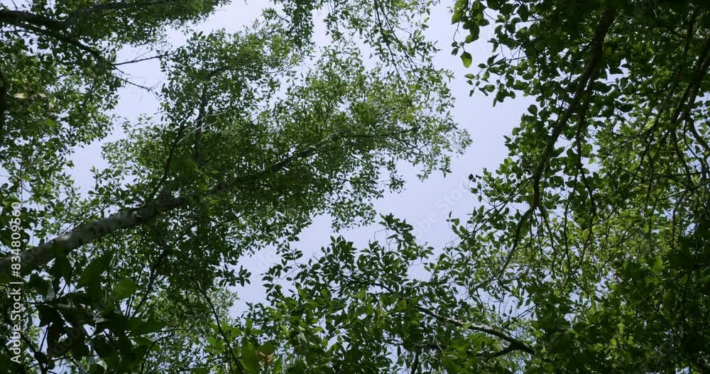 View from below and panning from the right the left, showing the sun rays going through the branches and leaves of the mangroves in the coastal waters of Southeast Asia. View from below and panning from the right the left, showing the sun rays going through the branches and leaves of the mangroves in the coastal waters of Southeast Asia.