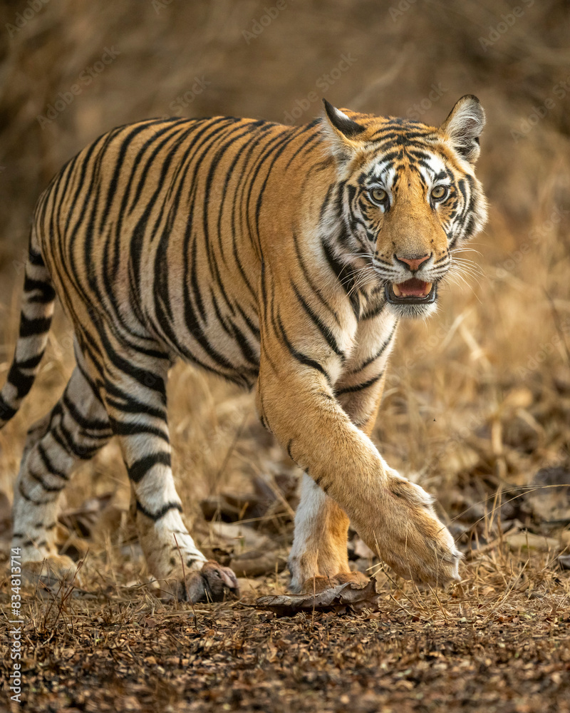 wild sub adult male bengal tiger panthera tigris walking head on territory stroll in summer season morning safari tour in dry forest or jungle at panna national park tiger reserve madhya pradesh india wild sub adult male bengal tiger panthera tigris walking head on territory stroll in summer season morning safari tour in dry forest or jungle at panna national park tiger reserve madhya pradesh india