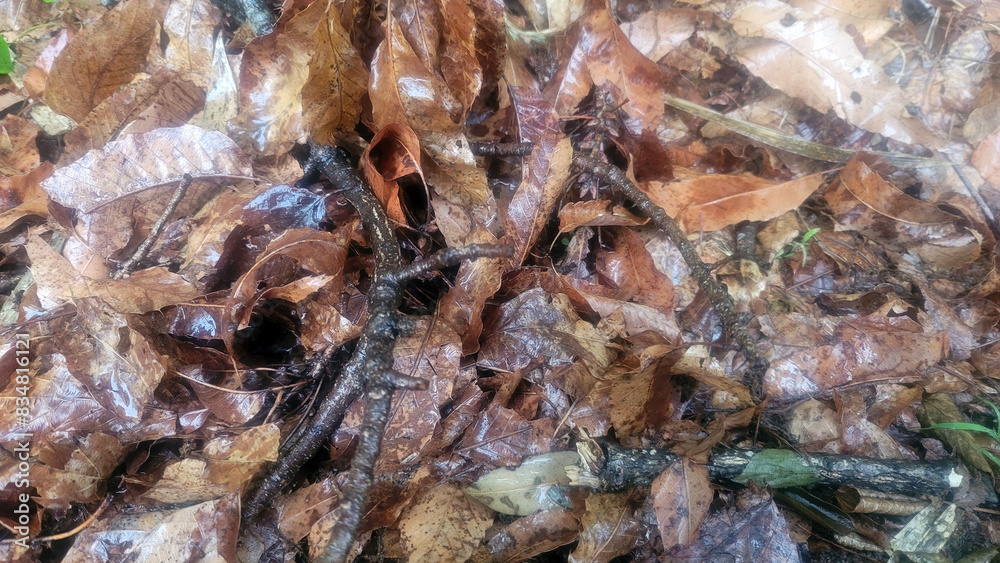 梅雨・湿原・枯葉・枯れ枝/Rainy season, wetlands, dead leaves, dead branches/장마, 습지, 고엽, 시들기 梅雨・湿原・枯葉・枯れ枝/Rainy season, wetlands, dead leaves, dead branches/장마, 습지, 고엽, 시들기