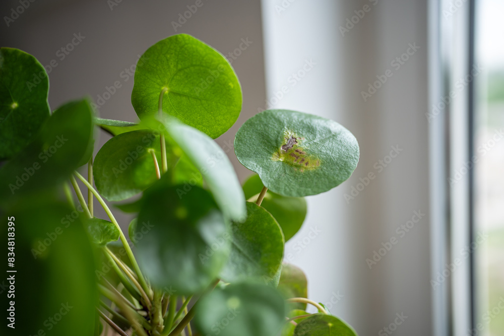 Closeup of leaf of Pilea peperomioides with sunburn, known as Chinese money plant. Brown spot on leaf from direct sunlight. Improper care and maintenance of the plant in room Closeup of leaf of Pilea peperomioides with sunburn, known as Chinese money plant. Brown spot on leaf from direct sunlight. Improper care and maintenance of the plant in room