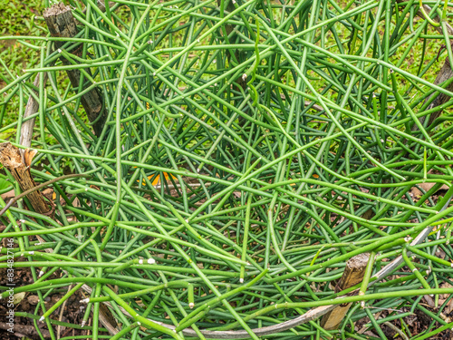Foreground of caustic bush