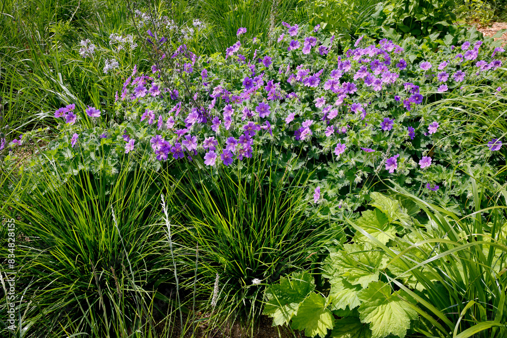 Obraz premium Zier-Salbei und Lupinien im Blumenbeet