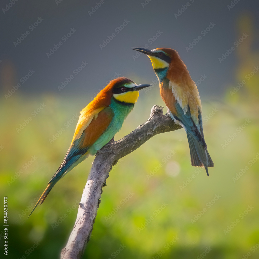 Obraz premium Couple of European bee-eater (Merops apiaster) perched on a branch. Nature reserve of the Isonzo river mouth, Isola della Cona, Friuli Venezia Giulia, Italy.