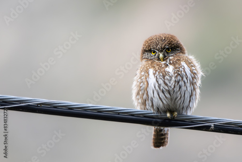 Chuncho (Glaucidium nana)