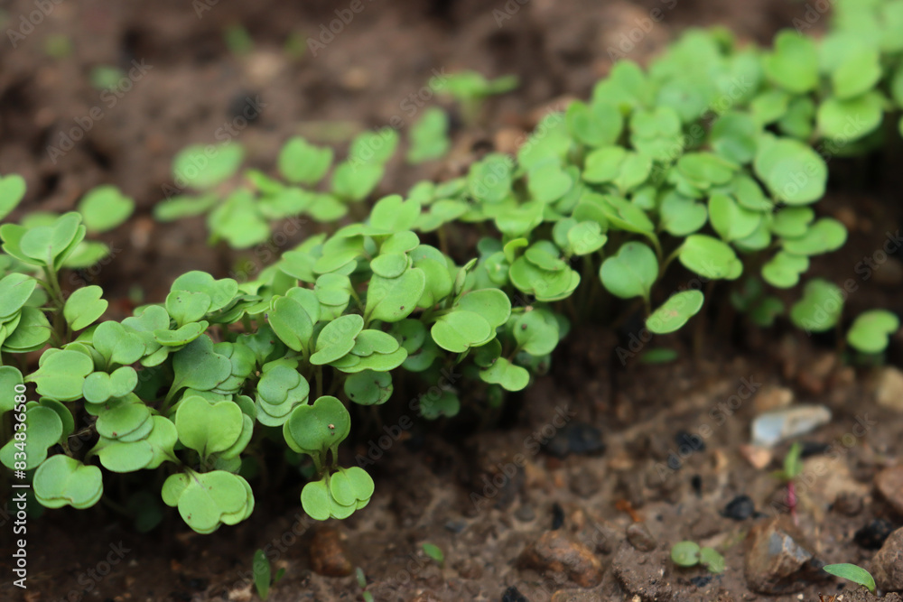 Close-up of fresh roquette or rucola or wild rocket seeding in the vegetable garden on selective focus Close-up of fresh roquette or rucola or wild rocket seeding in the vegetable garden on selective focus