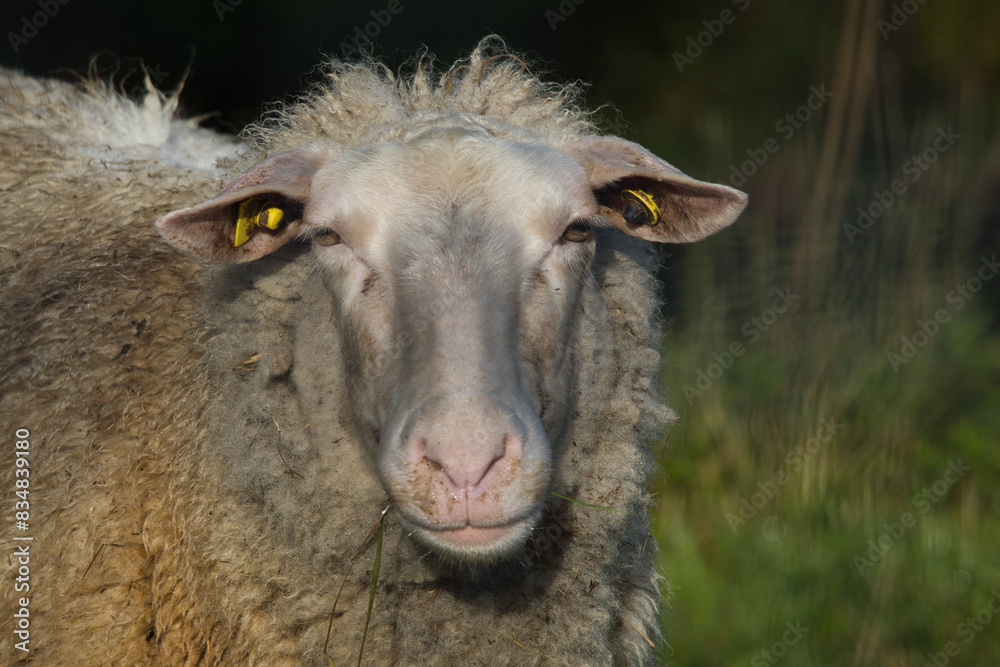 Fototapeta premium Furry sheep with fluffy ears and white chest posing outdoors
