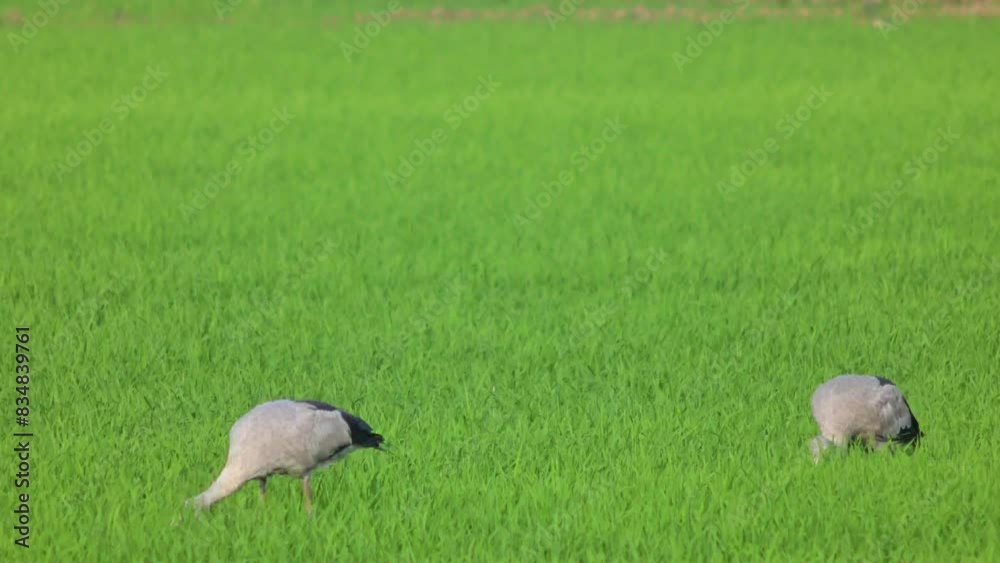 A flock of open-billed birds walks to feed in a green rice field in Ang Thong Province, Thailand. A flock of open-billed birds walks to feed in a green rice field in Ang Thong Province, Thailand.