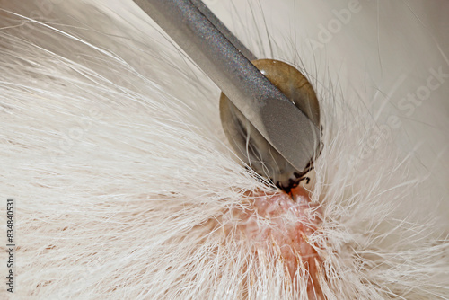 Close-up of tweezers removing a blood-soaked tick from white dog fur, angerous parasites in pets can cause infections photo