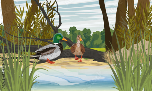 A duck and a mallard drake stand on the shore of a lake. Realistic vector landscape