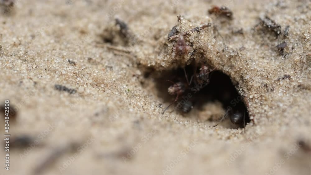 Ants working together moving and carrying sands into a colony entrance Ants working together moving and carrying sands into a colony entrance