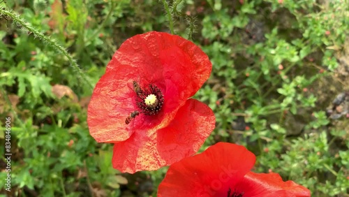 Le api impollinano un fiore di papavero photo