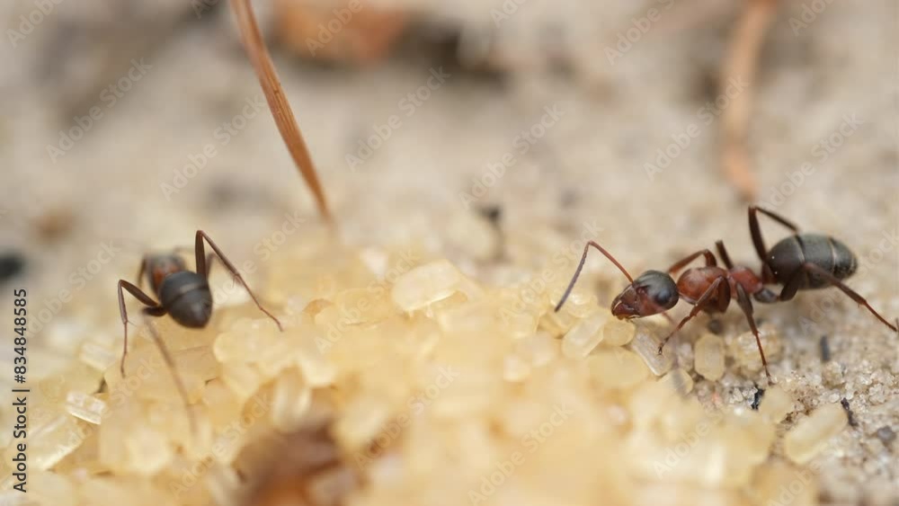 Life of ants. Ants eating sugar, macro Life of ants. Ants eating sugar, macro