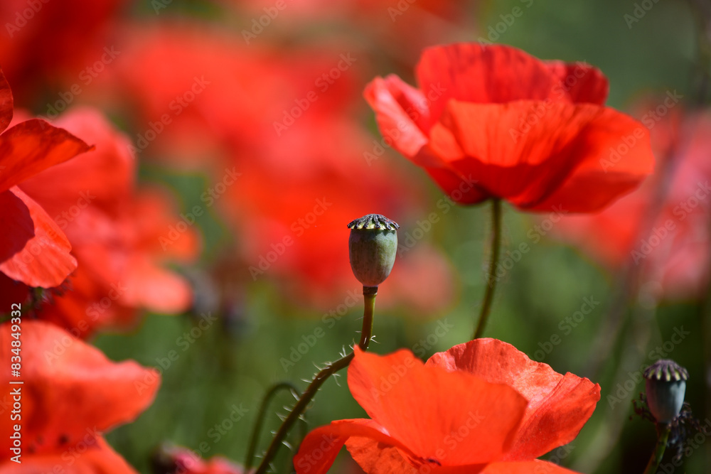 Obraz premium Close-up of red poppy flowers