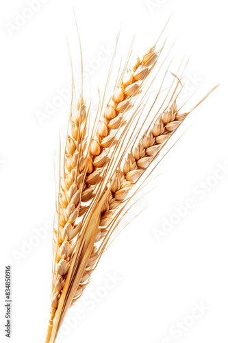 Golden Wheat Ears Isolated on Transparent Background, PNG