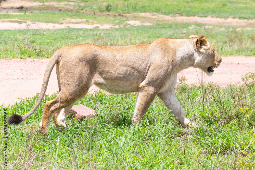 African Lion (Panthera leo. Lioness prowling through lush grassland, Kruger National Park, Limpopo, South Africa. Listed as Vulnerable African Lion (Panthera leo. Lioness prowling through lush grassland, Kruger National Park, Limpopo, South Africa. Listed as Vulnerable
