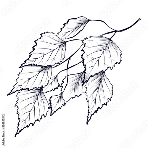 hand-drawn birch branches vector illustration