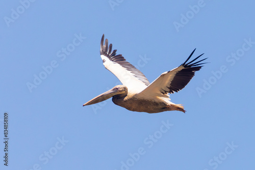 Great White Pelican or Eastern White Pelican (Pelecanus onocrotalus) flying, Velddrif, West Coast, Western Cape, South Africa photo