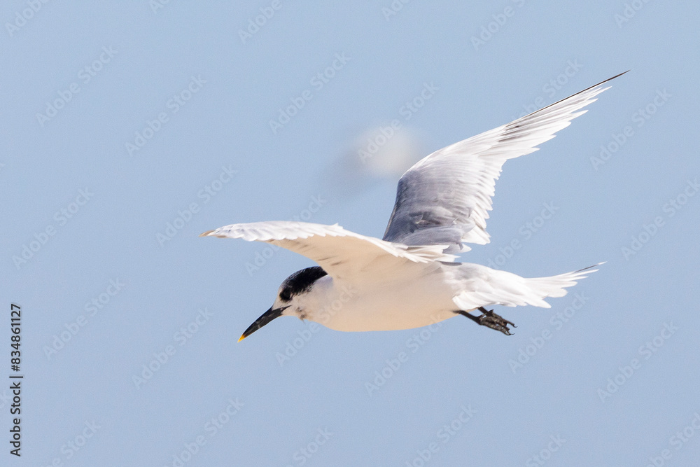Sandwich Tern (Thalasseus sandvicensis) in flight on the West Coast, South Africa in summer Sandwich Tern (Thalasseus sandvicensis) in flight on the West Coast, South Africa in summer