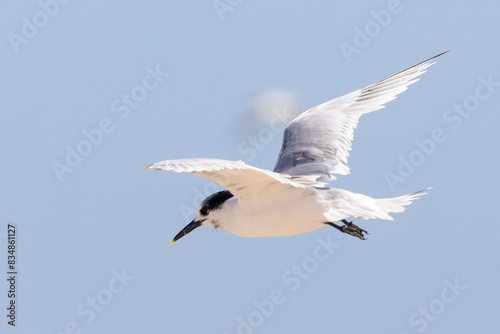 Sandwich Tern  Thalasseus sandvicensis  in flight on the West Coast  South Africa in summer