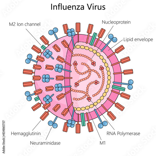influenza virus, components hemagglutinin, neuraminidase, RNA polymerase, and lipid envelope structure diagram hand drawn schematic vector illustration. Medical science educational illustration photo