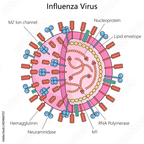 influenza virus, components hemagglutinin, neuraminidase, RNA polymerase, and lipid envelope structure diagram hand drawn schematic vector illustration. Medical science educational illustration