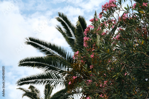 Pink oleander flowers and palm trees on Adriatic coast in city Bar  Montenegro. View from below of tree branches and blue cloudy sky. Beautiful but dangerous poisonous plant in a subtropical climate.