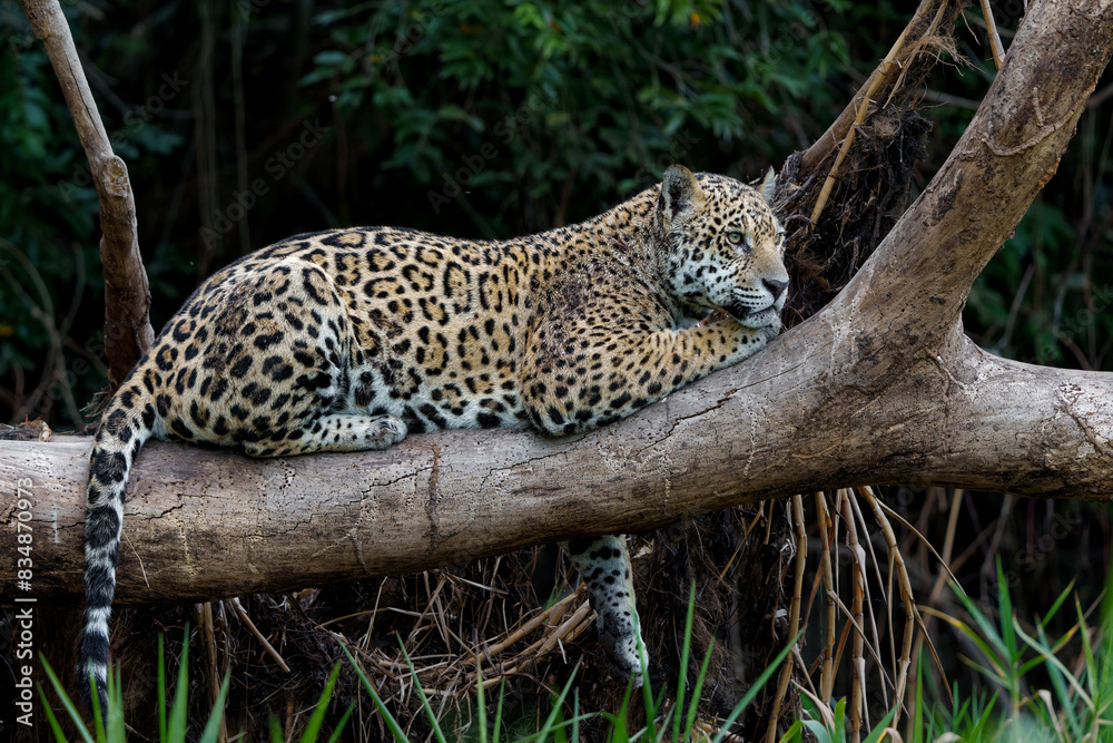Jaguar (Panthera onca) resting in a tree in the Northern Pantanal in Mata Grosso in Brazil Jaguar (Panthera onca) resting in a tree in the Northern Pantanal in Mata Grosso in Brazil