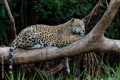 Jaguar  Panthera onca  resting in a tree in the Northern Pantanal in Mata Grosso in Brazil