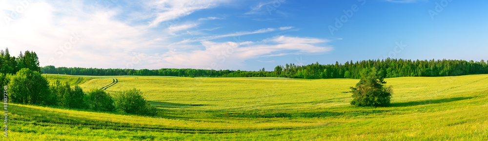 Panoramic view of the wide green field in natural park in summer. Panoramic view of the wide green field in natural park in summer.