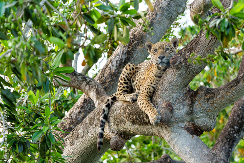 Jaguar (Panthera onca) resting in a tree in the Northern Pantanal in Mata Grosso in Brazil