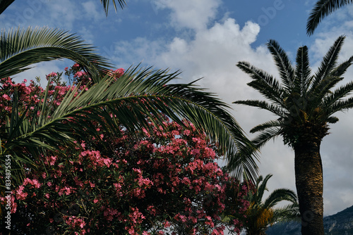 Pink oleander flowers and palm trees on Adriatic coast in city Bar  Montenegro. View from below of tree branches and blue cloudy sky. Beautiful but dangerous poisonous plant in a subtropical climate.