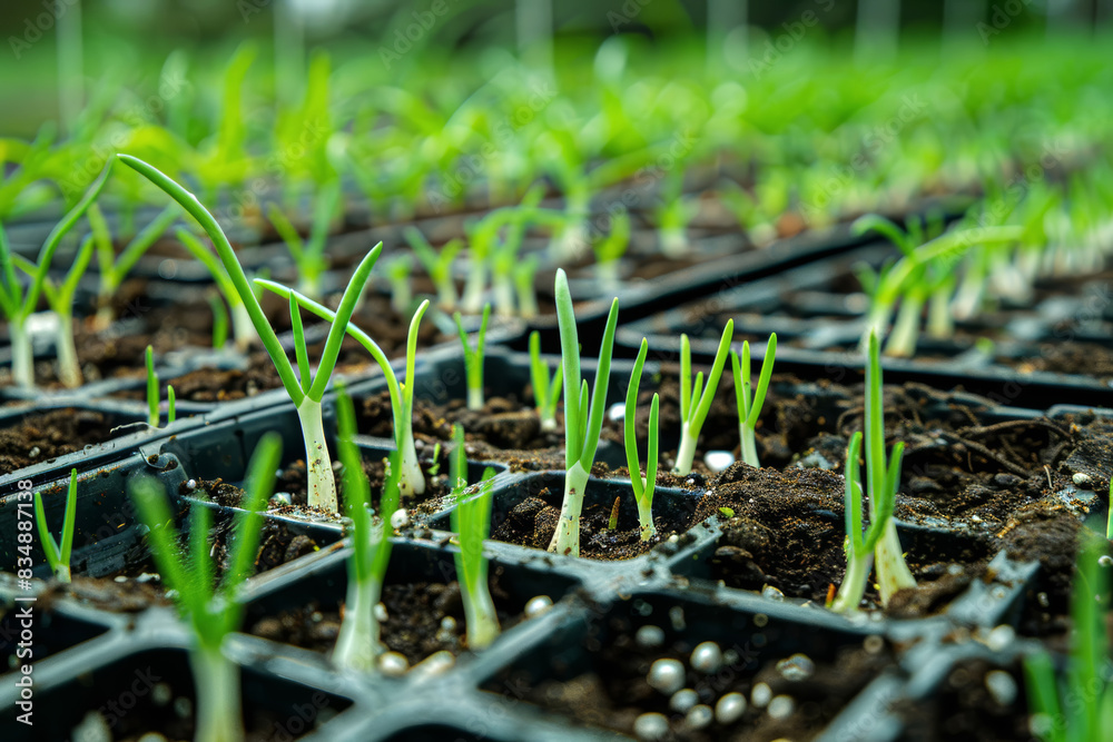 Fototapeta premium Fresh Onion Sprouts Growing in Seed Trays