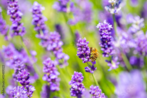 Spring lavender flowers under sunlight. Bees pollinate flowers and collect pollen. Lavender honey. Beautiful landscape of nature with a panoramic view. Hi spring. long banner