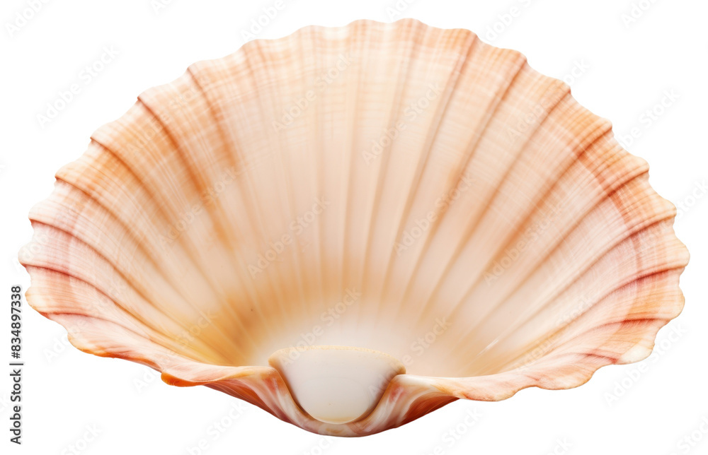 PNG Ocean shell seashell clam white background. PNG Ocean shell seashell clam white background.