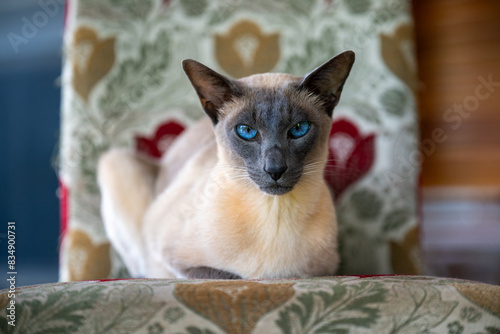 Billede på lærred Blue point siamese cat, domestic family pet, blue eyes, pedigree breed pure bred