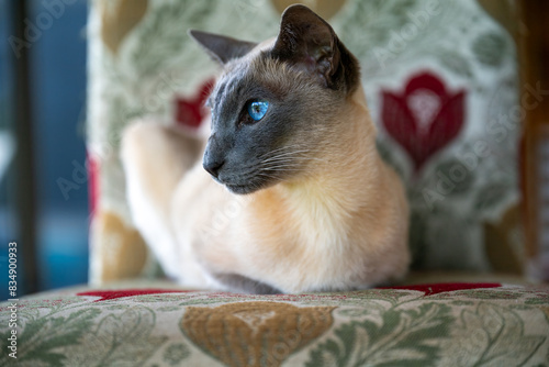 Fotografie Blue point siamese cat, domestic family pet, blue eyes, pedigree breed pure bred