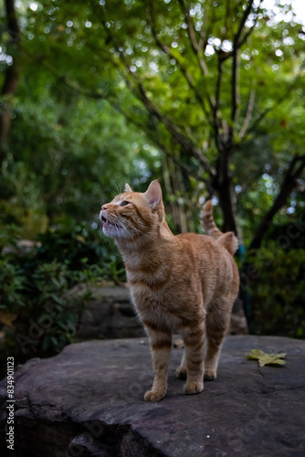 Delicate face, Orange Cat