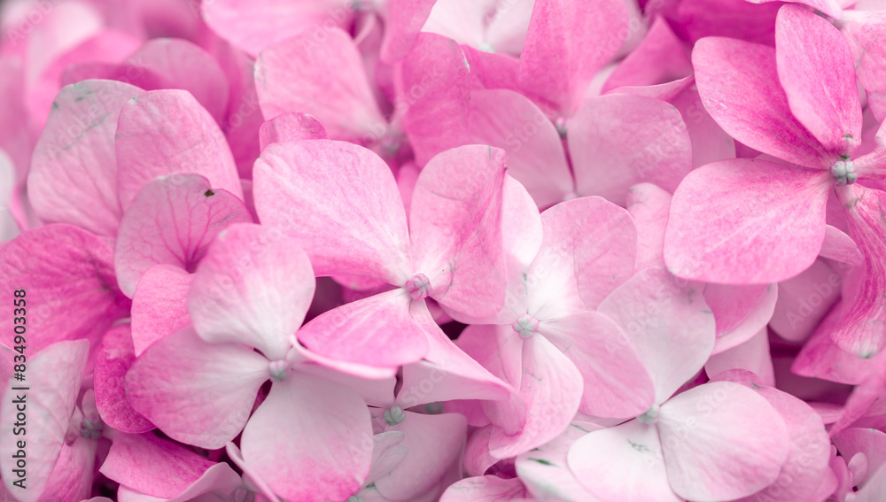 Pink flowers close up. Bouquet of purple flowers. City flower beds, a beautiful and well-groomed garden with flowering bushes.