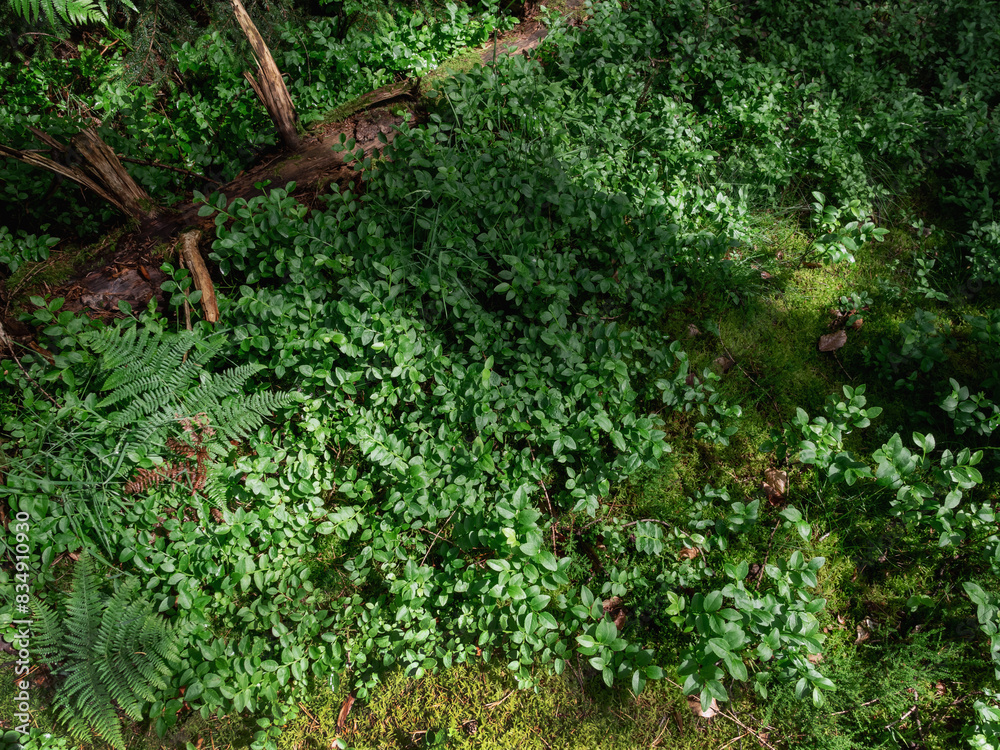 Im Wald nach Regen, Heidelbeerbüsche Moos und Äste Im Wald nach Regen, Heidelbeerbüsche Moos und Äste