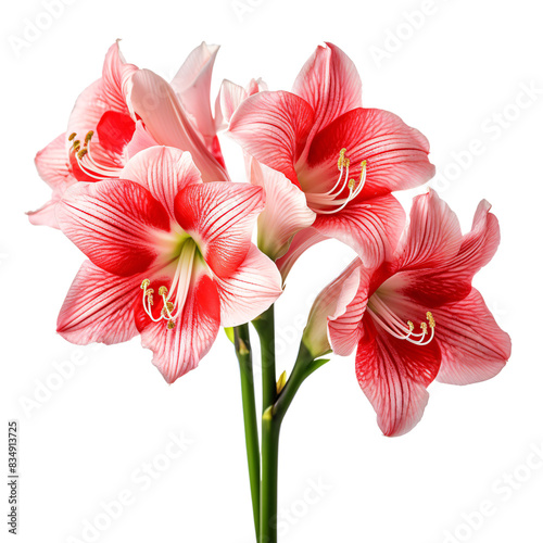 a pink flowers in a pot