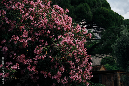 Oleander tree with pink flowers in Montenegro  city Bar. Nerium oleander  tree  plant for medicine  pharmacology  cosmetics  disease treatment - dangerous poisonous plant of a subtropical climate.