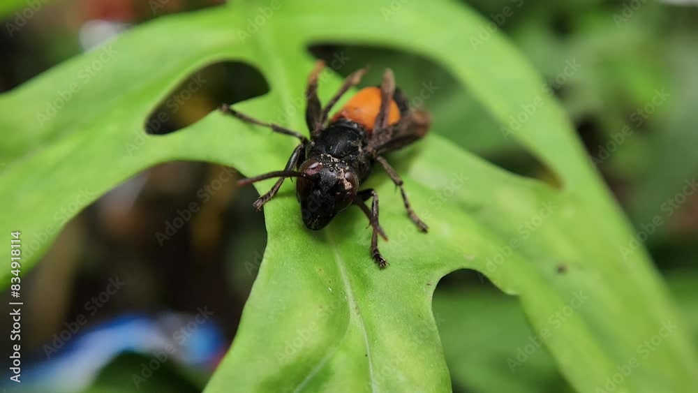 Vespa Affinis or Big Banded Wasp. who was silent on the green leaves