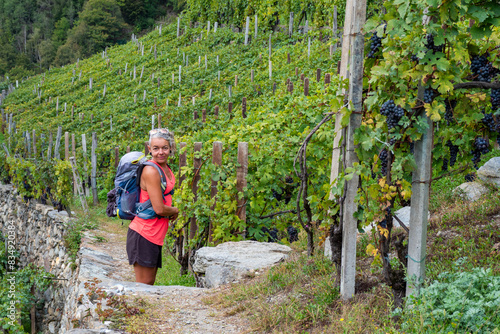 Female hiker on wine tour at La Via dei Terrazzamenti, Italy - Ripe grapes ready for harvest in the Vineyards of Province of Sondrio in the mountains of Northern Italy photo